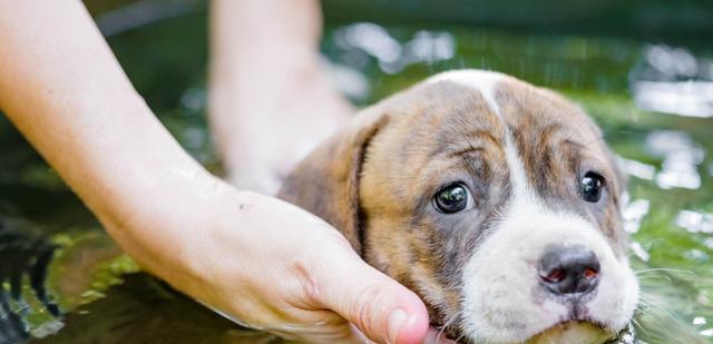 沙皮犬犬瘟热防治全指南（如何保护你的宠物免于疾病侵袭？）