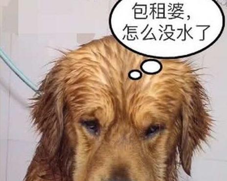 圣伯纳犬狂躁症的防治措施（宠物主人必读，预防犬只发狂的关键措施）