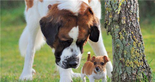 圣伯纳犬能否喝牛奶？（宠物的饮食健康和营养需求）