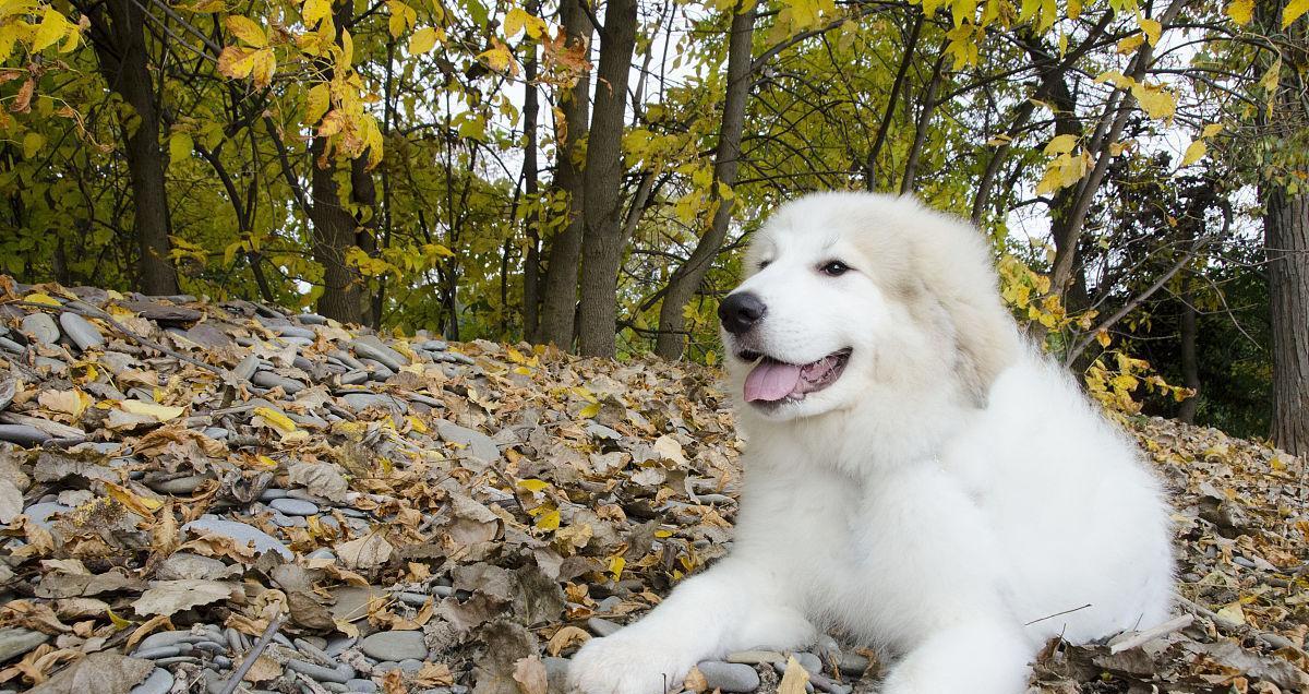 如何饲养大白熊犬？（以宠物为主的养犬条件）