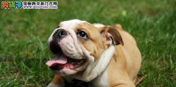 养沙皮犬需知（注意事项、宠物养成必备）