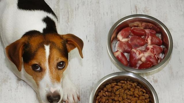 给松狮犬喂食鸡肝的注意事项（如何正确喂食鸡肝来保持松狮犬的健康）