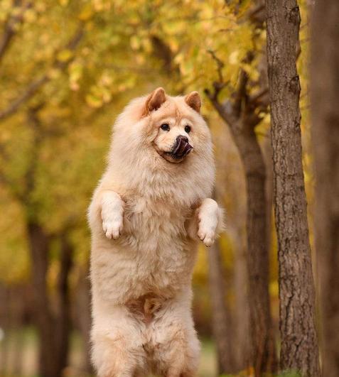 如何帮助松狮犬缓解上火症状？（一只不舒服的宠物该如何呵护？——以松狮犬上火为例）