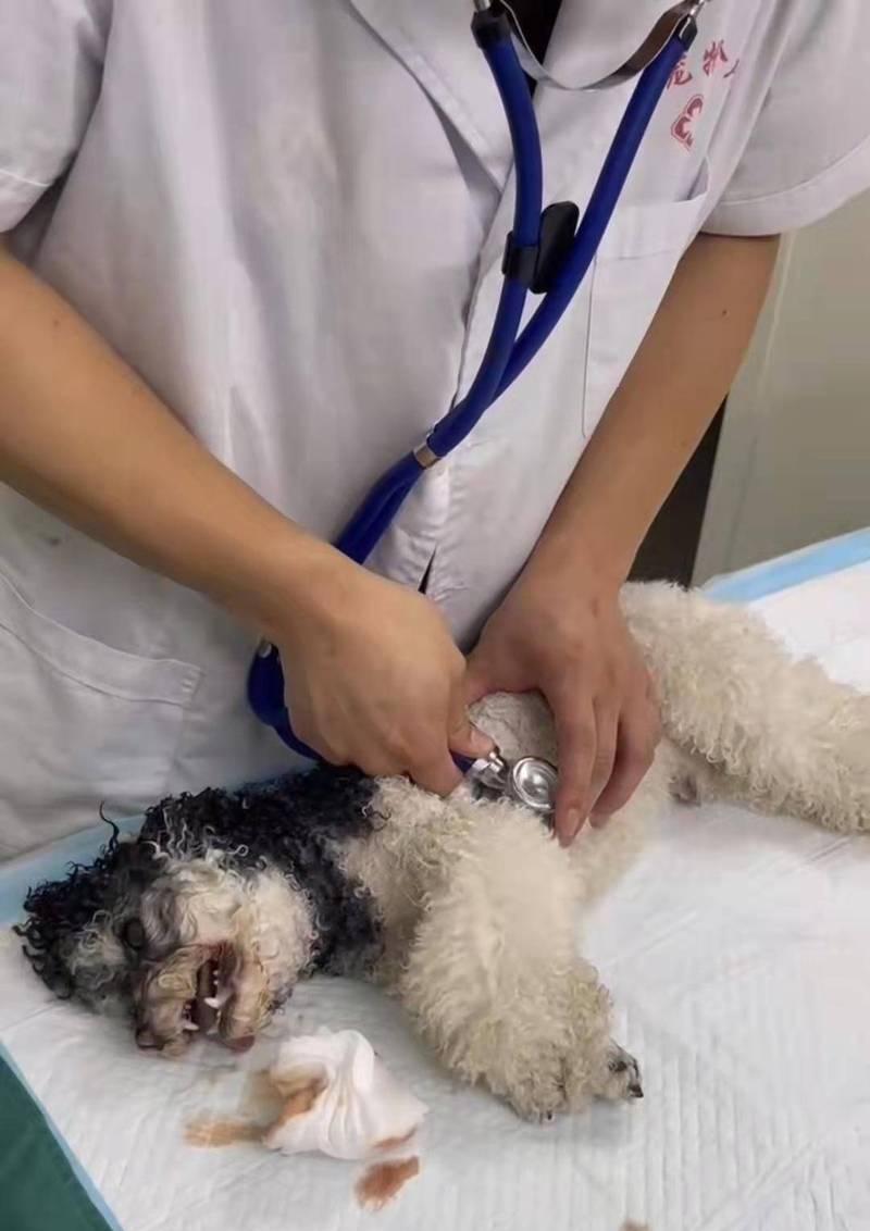 泰迪犬发情期需要注意的事项（宠物爱好者必看的养犬知识）