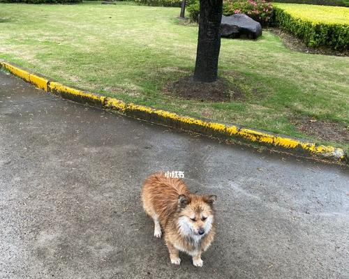 遇上雨天，如何照顾宠物泰迪？（在雨中保护爱宠的小窍门与技巧）