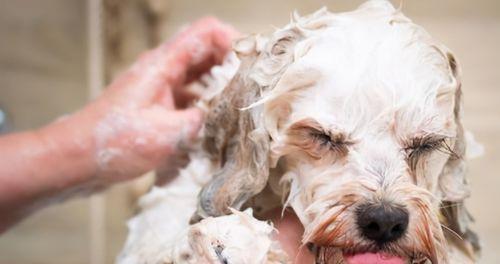 泰迪犬洗澡频率指南（以宠物为主，让泰迪犬健康洁净）