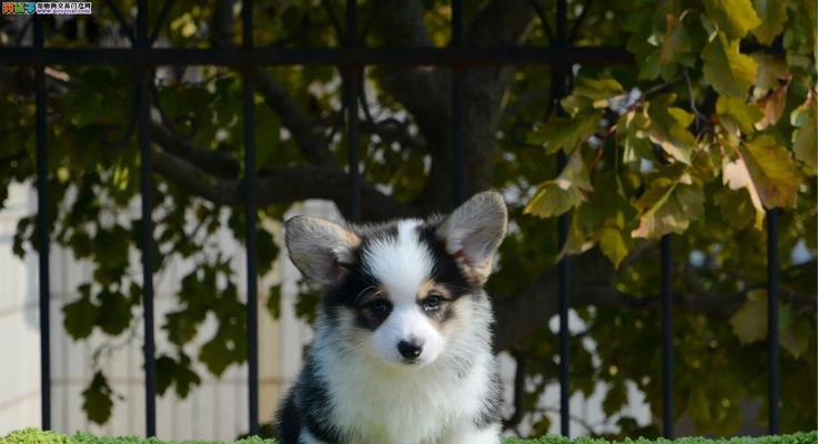 威尔士柯基犬的历史与文化（探寻威尔士柯基犬的传承与发展）