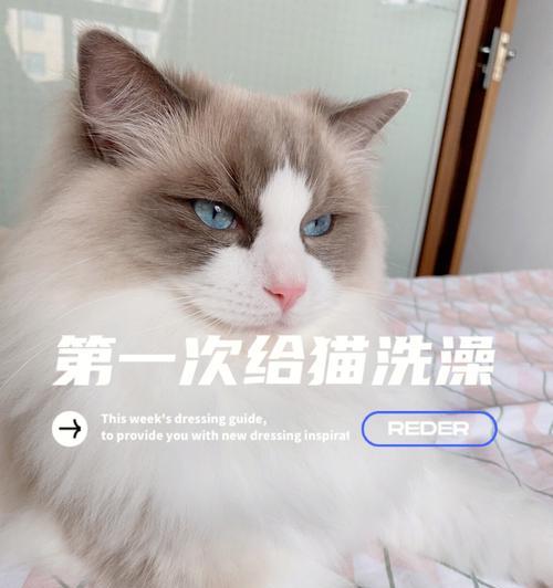 为什么猫咪讨厌洗澡？（探究猫咪天生不喜欢洗澡的原因与解决方法）