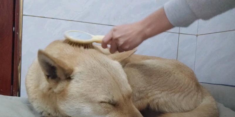 为什么要给宠物狗狗梳毛？（重视宠物健康，从梳毛开始）