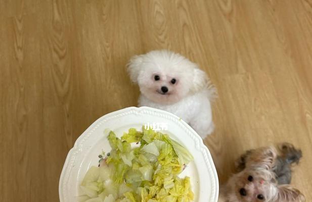 狗狗健康饮食，蔬菜应碎食（宠物饮食保健小技巧，从蔬菜入手）