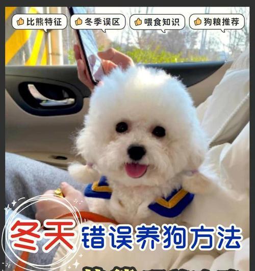 如何正确喂养比熊犬（宠物养成之路，以健康为先）