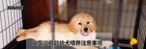 如何科学喂养幼犬（关注宠物健康，从喂养开始）