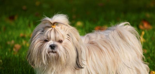 西施犬咬人原因分析（探究西施犬攻击人类的主要因素及预防方法）