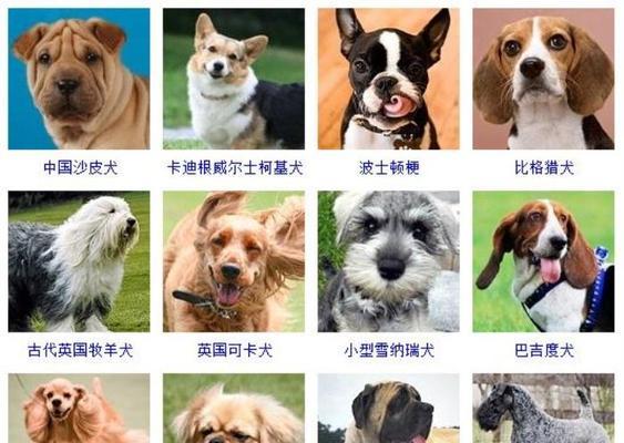 喜乐蒂牧羊犬的故事（追溯喜乐蒂牧羊犬的历史渊源，揭秘它成为宠物犬的背后故事）