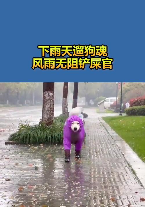 下雨天遛狗必备指南（宠物主人们必看！如何安全地带着狗狗出门）