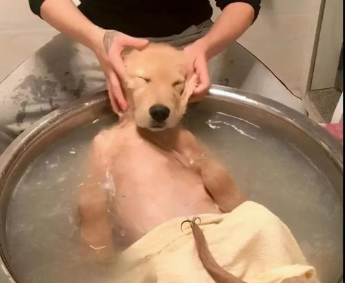 如何正确给小狗洗澡？（注意事项，让你的小狗洗澡更加安全舒适）