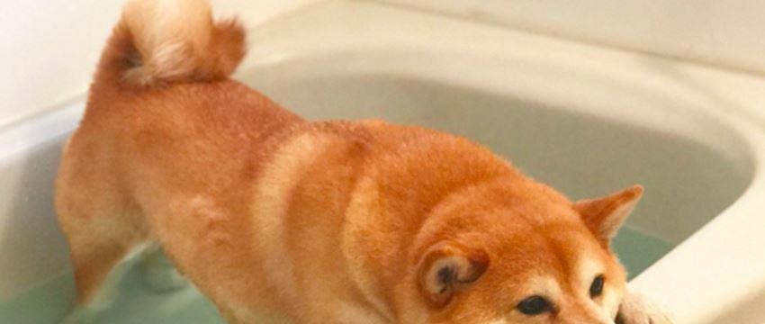 如何正确给小狗洗澡？（注意事项，让你的小狗洗澡更加安全舒适）