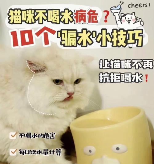 小猫咪不喝水该怎么办？（宠物主人必读的小猫咪水分摄取方法）