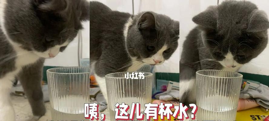 小猫咪不喝水该怎么办？（宠物主人必读的小猫咪水分摄取方法）