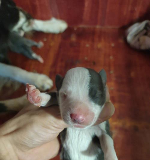 新生幼犬的特征及护理方法（从出生到成长，全方位关爱你的宠物小生命）