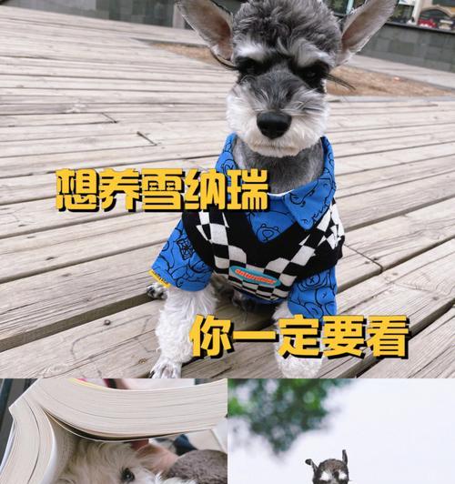 雪纳瑞——可爱小型犬的代表（深入了解雪纳瑞，享受宠物生活）