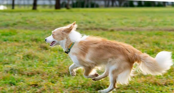 如何训练边境牧羊犬翻滚（让你的宠物成为翻滚高手）