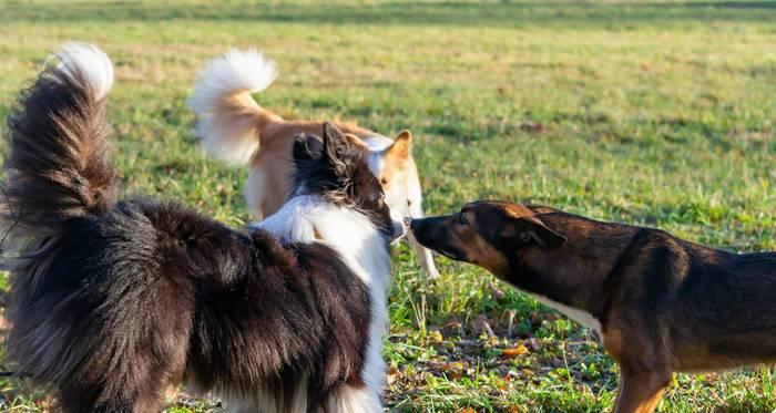 如何训练边境牧羊犬拒食（以宠物为主，让边境牧羊犬健康成长）