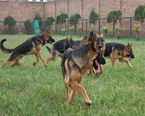 如何训练德国牧羊犬握手（掌握训练技巧，让你的宠物成为可爱的小达人）