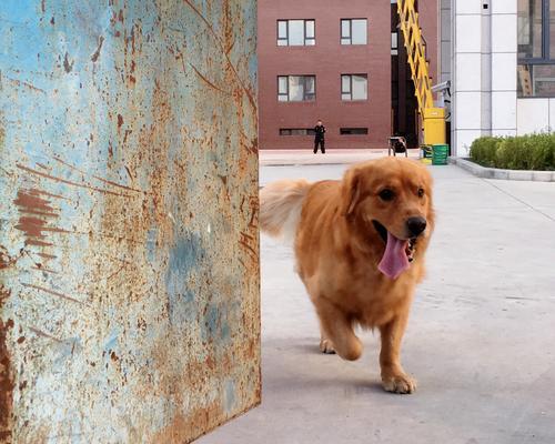 以积极训练方法培养宠物狗的好习惯（构建健康、快乐、和谐的宠物狗与主人关系）