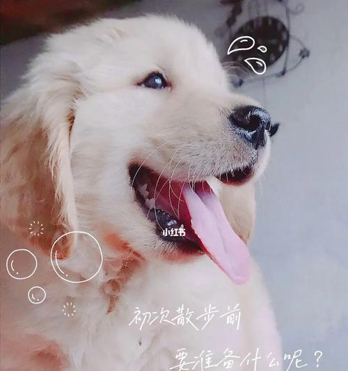 如何为训练狗狗做好准备？（宠物犬训练前，必须要做的15件事情）