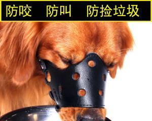 训练金毛犬不乱咬人的方法（打造友好宠物，）