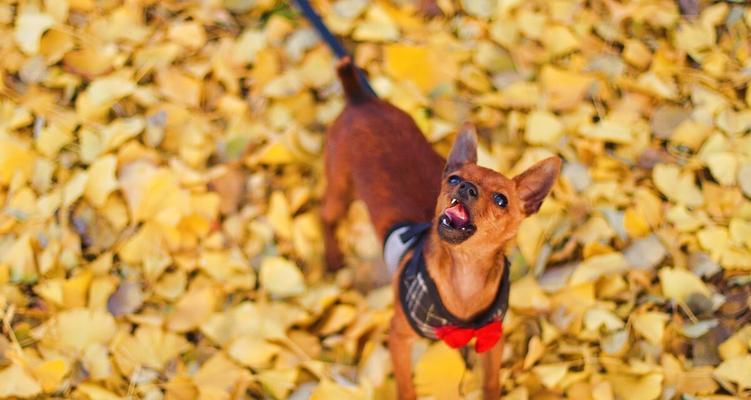 如何快速训练小鹿犬躺下？