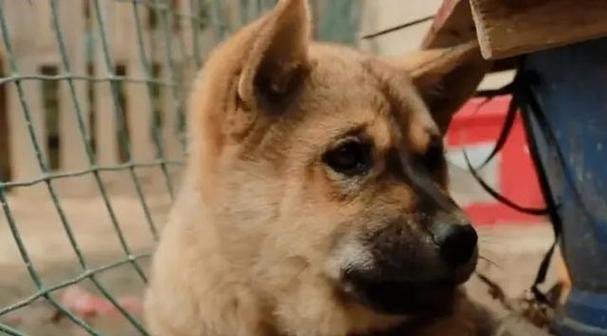 如何训练你的宠物犬成为一名出色的看家犬（从基础开始，逐步提高犬只看家能力）