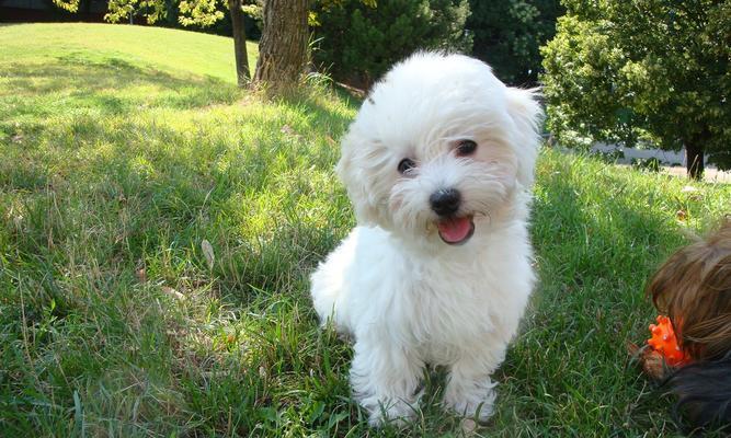 养比熊犬需要注意的事项（宠物比熊犬的养护技巧与注意事项）