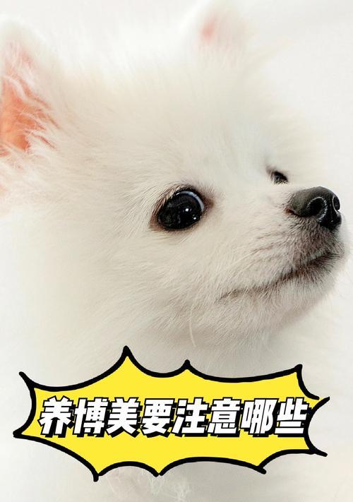 如何养好博美犬（注意事项和饲养技巧，让你的博美犬健康快乐成长）