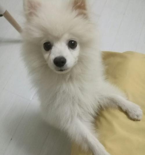 如何养好博美犬（注意事项和饲养技巧，让你的博美犬健康快乐成长）