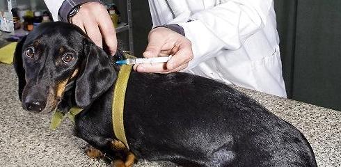 养狗不可忽视疫苗注射（宠物犬的健康护理指南）