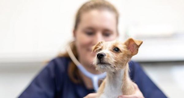 养狗不可忽视疫苗注射（宠物犬的健康护理指南）