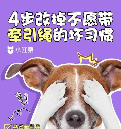 杜绝犬的坏习惯，让宠物更健康（15个小技巧，让你的宠物远离坏习惯）