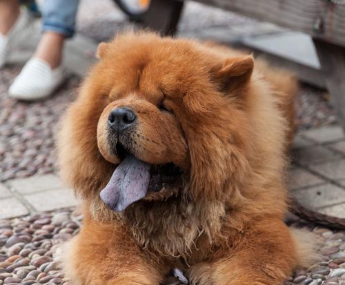 如何给宠物松狮犬剪指甲？（从准备工具到实际操作，一步步教你轻松搞定！）