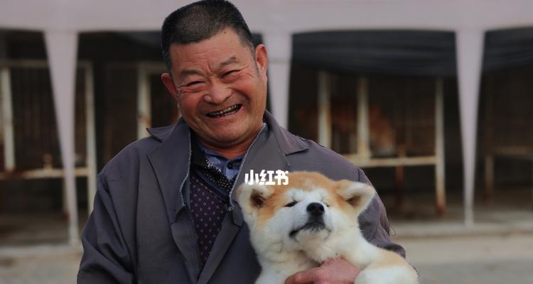 秋田犬毛发护理指南（为宠物打造亮丽毛发的秘诀）