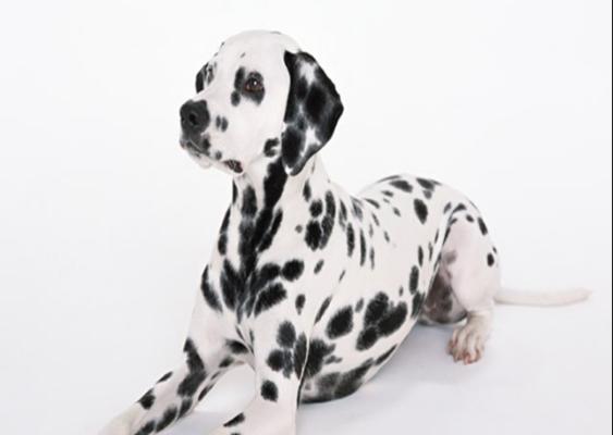 如何辨别斑点狗的纯种性（从品种特征到家庭背景，揭秘判断斑点狗是否纯种的诀窍）
