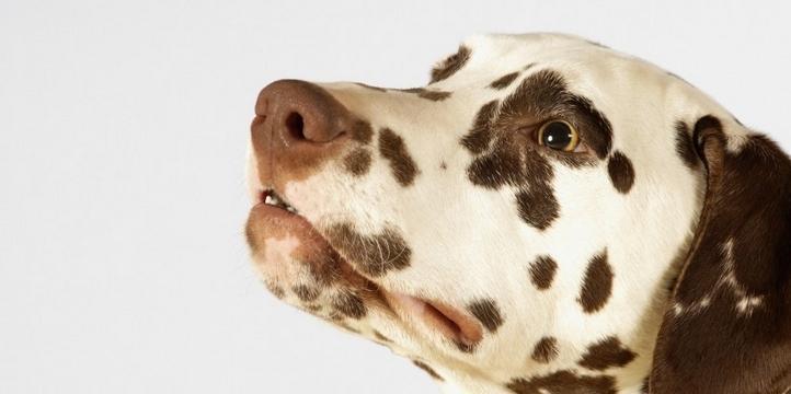 如何辨别斑点狗的品相？（以外观特征为基础，打造高品质宠物）