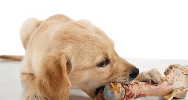 怎样控制宠物狗狗的饭量？（通过科学饲养方式，给宠物狗狗健康饮食）