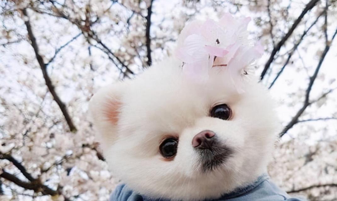 如何让你的博美犬不挑食（探究博美犬挑食的原因，有效的改变饮食习惯）