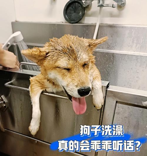 如何让宠物狗狗乖乖听话（从训练方法到生活习惯，教你轻松驯服爱犬）