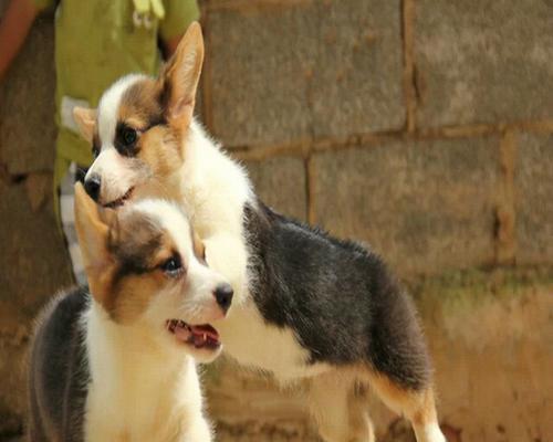 让你的柯基犬成为卫生达人（教你如何让宠物养成好习惯，让卫生成为生活中的必备）