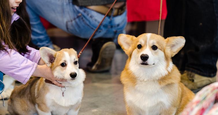 让你的柯基犬成为卫生达人（教你如何让宠物养成好习惯，让卫生成为生活中的必备）