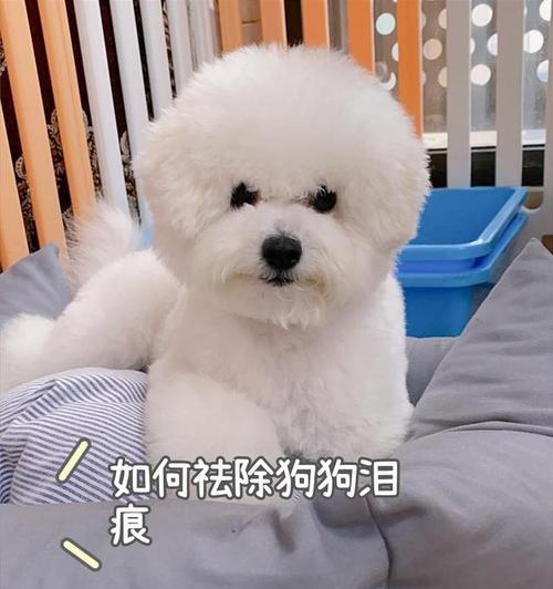 消除比熊犬泪痕的5种方法（让你的宠物再也不为泪痕烦恼）