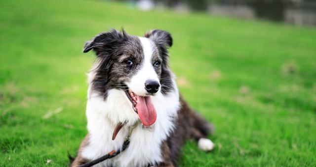 如何训练一只出色的边境牧羊犬？（宠物犬的好伙伴，从小培养技巧。）